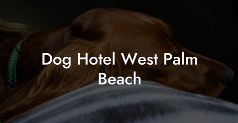 pet hotel west palm beach|VIP Dog Hotel West Palm Beach 